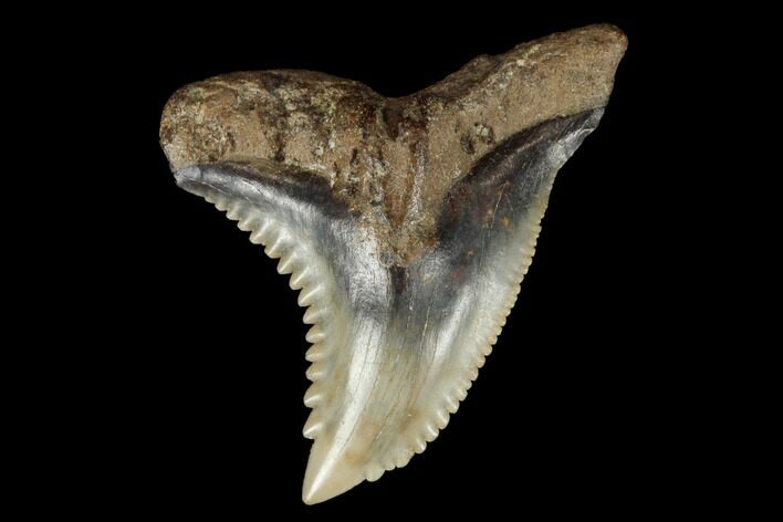 Serrated, Fossil Shark (Hemipristis) Tooth #172044